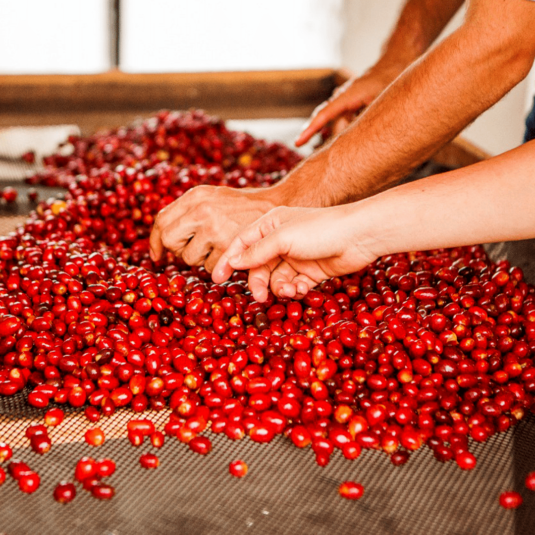 Reforest Project "Natural Guamo" - DÖS COFFEE CLUB