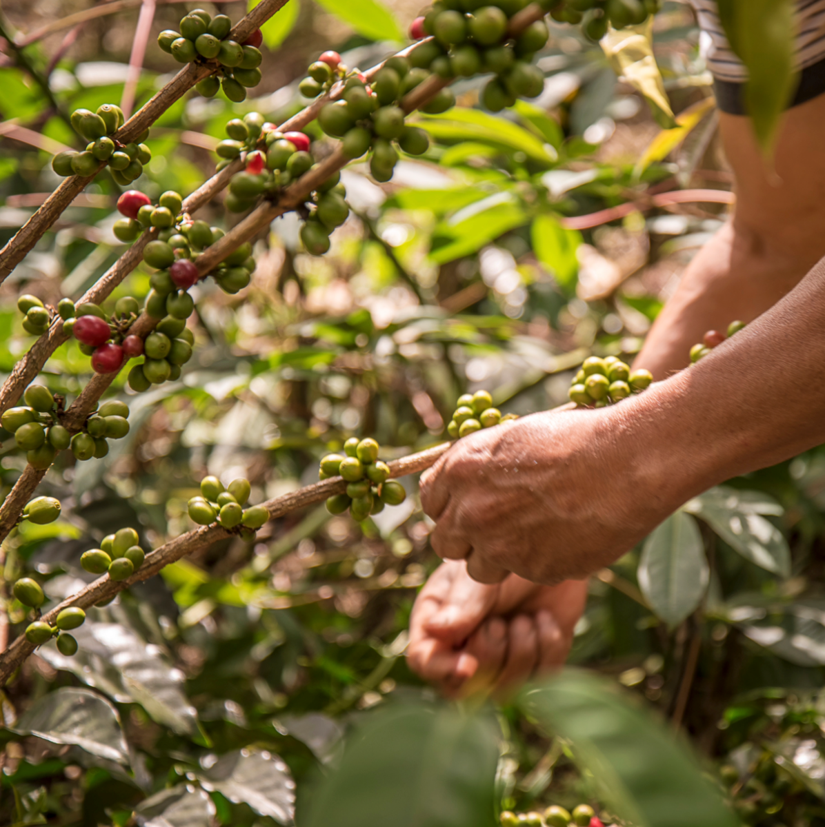 Finca El Paraiso Rose Tea - DÖS COFFEE CLUB