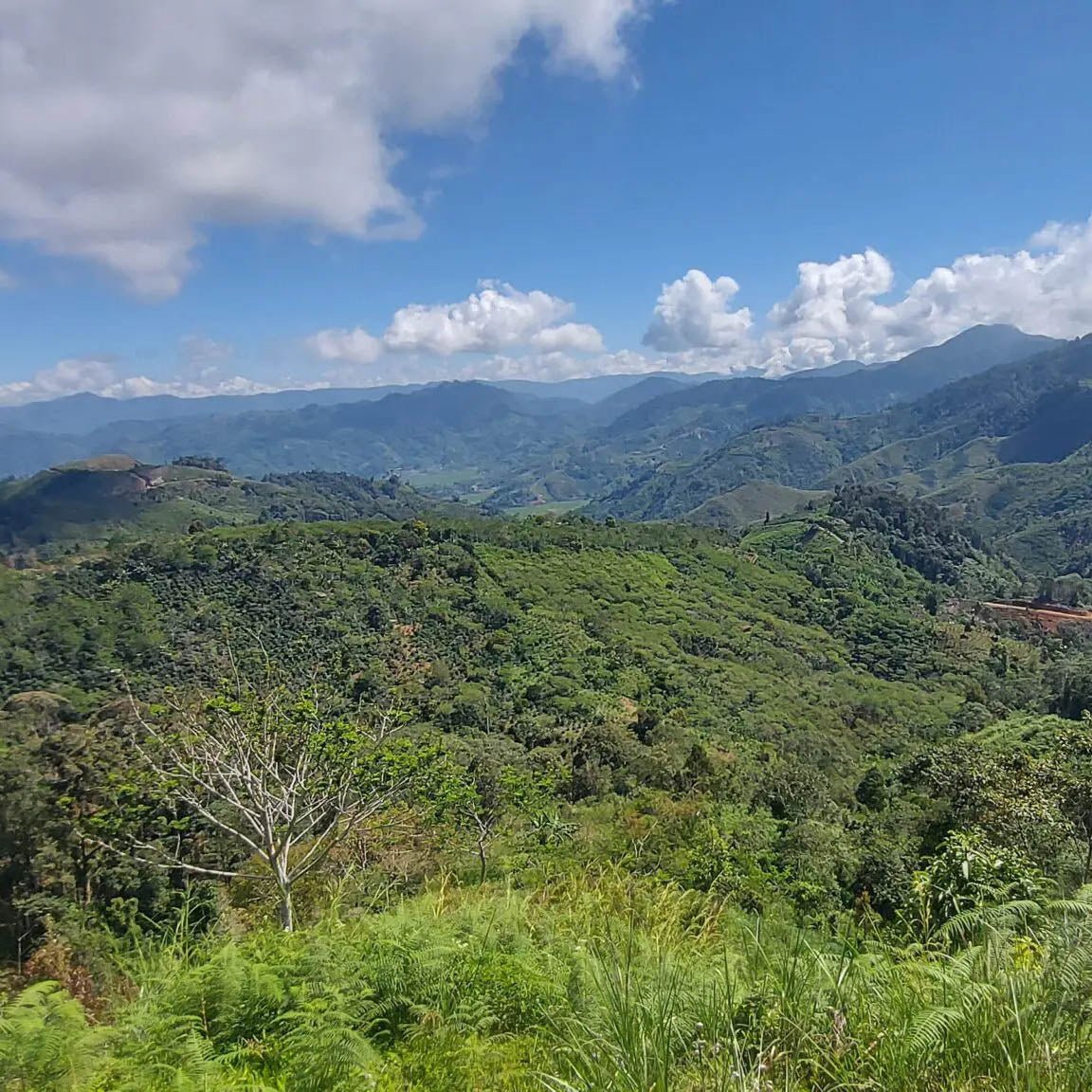 Sumatra Gayo 25 Day Anaerobic Natural - DÖS COFFEE